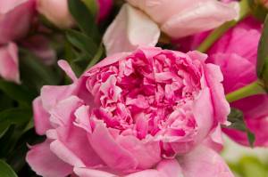 The Alaska Beautiful Peony farm hosted a tour and bouquet class as a part of the second annual Homer Peony Celebration. (Photo by Sarah Knapp/Homer News)