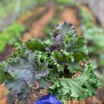 A handful of kale is harvested in Nikiski, Alaska, on July 10, 2021. (Photograph by Tressa Dale/Peninsula Clarion)