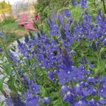 Veronica in full vibrant bloom is a welcome sight in the perennial border. (Photo by Rosemary Fitzpatrick)