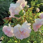 The delicate blooms of a very indelicate rose grace the boardwalk leading to our entry, the Kachemak Gardener writes. When in bloom, its a joy to behold while toiling at the kitchen sink. In the fall the foliage turns a deep reddish gold. Lovely. (Photo by Rosemary Fitzpatrick)