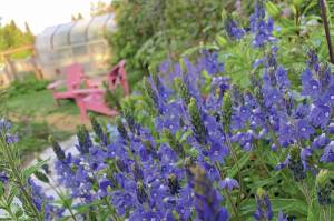 Veronica in full vibrant bloom is a welcome sight in the perennial border. (Photo by Rosemary Fitzpatrick)