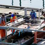 Anglers clean the days catch on Sunday, July 18, 2021, at the fish cleaning tables in the Seldovia harbor in Seldovia, Alaska. (Photo by Michael Armstrong/Homer News)