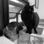 Photo courtesy of Alaska Mindful Paws
Piggy and Charlie