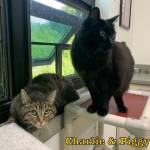 Photo courtesy of Alaska Mindful Paws
Piggy and Charlie