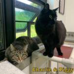 Photos courtesy of Alaska Mindful Paws
Piggy and Charlie