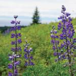 Lupines bloom along the Homestead Trail on Diamond Ridge, as seen Sunday, July 11, 2021, near Homer, Alaska. (Photo by Michael Armstrong/Homer News)