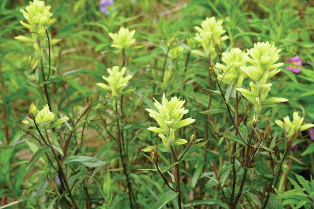 Paintbrush flowers bloom along the Homestead Trail on Diamond Ridge, as seen Sunday, July 11, 2021, near Homer, Alaska. (Photo by Michael Armstrong/Homer News)