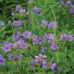 Wild geraniums bloom along the Homestead Trail on Diamond Ridge, as seen Sunday, July 11, 2021, near Homer, Alaska. (Photo by Michael Armstrong/Homer News)