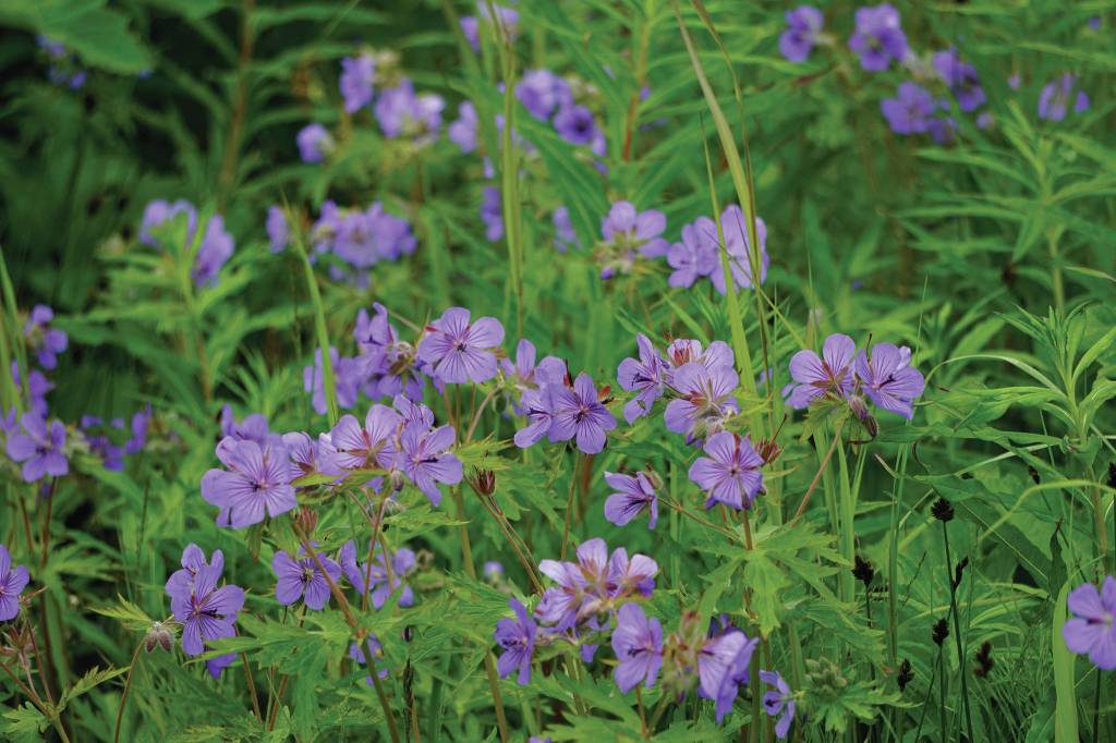 Wild geraniums bloom along the Homestead Trail on Diamond Ridge, as seen Sunday, July 11, 2021, near Homer, Alaska. (Photo by Michael Armstrong/Homer News)