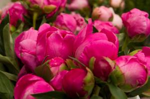 Peonies used at Alaska Perfect Peony Farm to create bouquets for the tour group on July 9. Photo by Sarah Knapp/Homer News
The second annual Homer Peony Celebration continues through July 24 with peony farm tours, art workshops, parties and peony bouquet sales! The Rotary Club of Homer-Kachemak Bay and Alaska Beauty Peony Co-op are also extending the peony bouquet sale at the Homer Chamber of Commerce and Visitor Center for an additional weekend, including July 29-31. The bouquets are $20 and can be purchased from 10 a.m. to 2 p.m. July 22-24 and 29-31. For more information or to view the full schedule events, visit www.homeralaska.org/homer-peony-celebration/.