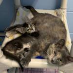 Photos courtesy of Alaska Mindful Paws
Abigail and Natalie