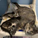 Photos courtesy of Alaska Mindful Paws
Abigail and Natalie