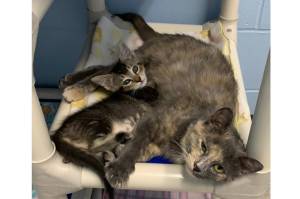 Photos courtesy of Alaska Mindful Paws
Abigail and Natalie