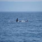 Two orca whales swims in Kachemak Bay on Sunday, July 18, 2021, near Seldovia, Alaska. (Photo by Michael Armstrong/Homer News)