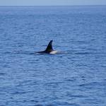 An orca whale swims in Kachemak Bay on Sunday, July 18, 2021, near Seldovia, Alaska. (Photo by Michael Armstrong/Homer News)