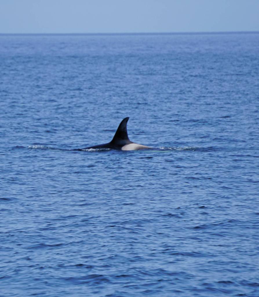 An orca whale swims in Kachemak Bay on Sunday, July 18, 2021, near Seldovia, Alaska. (Photo by Michael Armstrong/Homer News)
