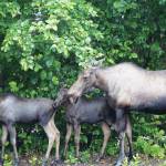 A cow moose and her two calves feed on alder bushes on Thursday, July 21, 2021, in the Homer News parking lot in Homer, Alaska. (Photo by Michael Armstrong/Homer News)