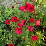 Linum rubrum is really just an annual red flax, but the bloom is satiny and edged with black and not to be resisted. (Photo by Rosemary Fitzpatrick)