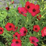Linum rubrum is really just an annual red flax, but the bloom is satiny and edged with black and not to be resisted. (Photo by Rosemary Fitzpatrick)