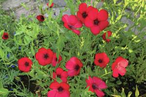 Linum rubrum is really just an annual red flax, but the bloom is satiny and edged with black and not to be resisted. (Photo by Rosemary Fitzpatrick)