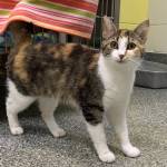 Photos courtesy of Alaska Mindful Paws Ethel