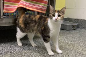 Photos courtesy of Alaska Mindful Paws Ethel