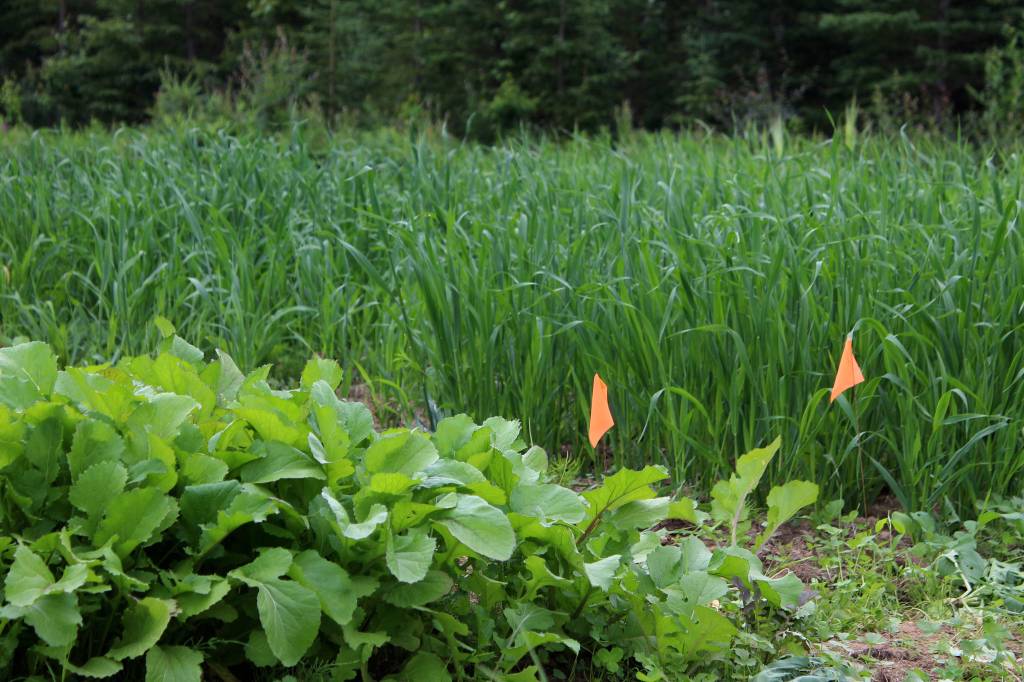 Flags separate groups of plants in a trial field near Sterling, Alaska on Friday, July 30, 2021. (Ashlyn OHara/Peninsula Clarion)