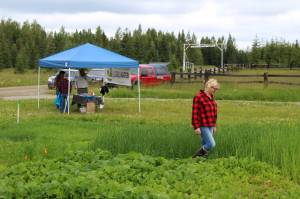 Kenai Soil Water Conservation District Manager Teri Diamond walks in a field near Sterling, Alaska on Friday, July 30, 2021. (Ashlyn OHara/Peninsula Clarion)