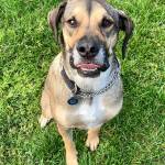 Ralph (Photos courtesy of Alaska Mindful Paws)