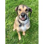 Ralph (Photos courtesy of Alaska Mindful Paws)