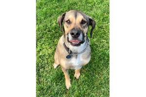 Ralph (Photos courtesy of Alaska Mindful Paws)