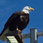 A bald eagle sat perched on a light post outside Heritage RV Park. (Photo by Sarah Knapp/Homer News)