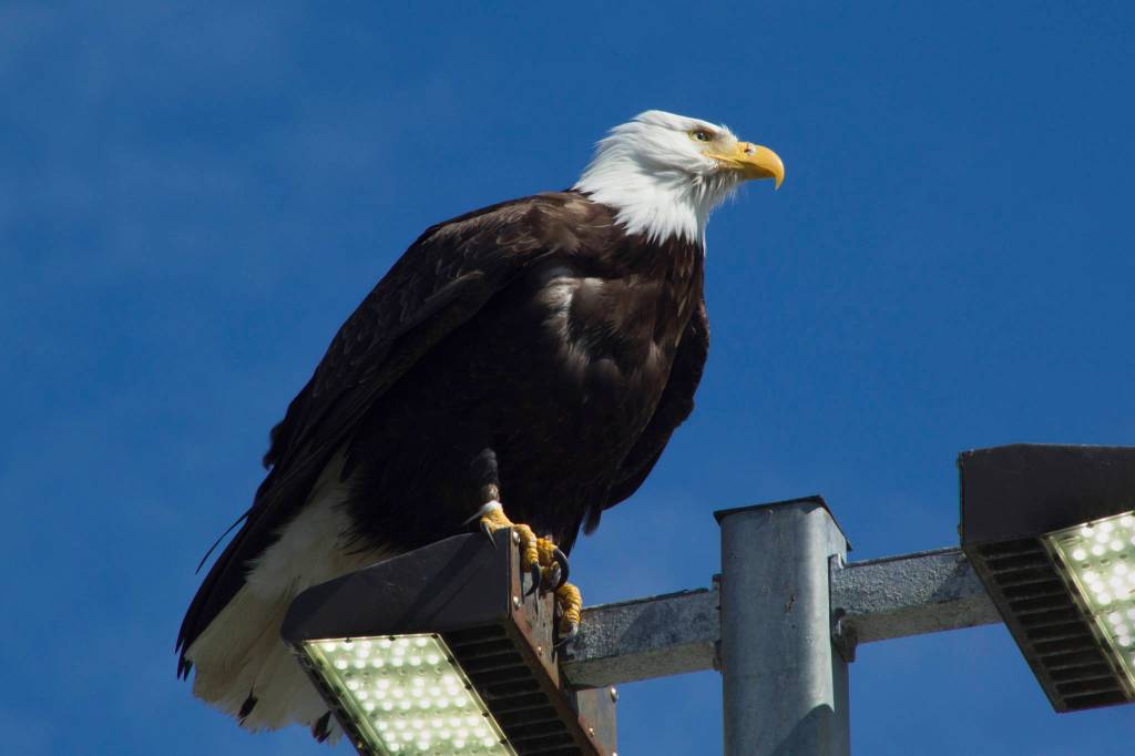 A bald eagle sat perched on a light post outside Heritage RV Park. (Photo by Sarah Knapp/Homer News)