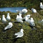 Black-legged kittiwakes neast on Gull Island on July 31, 2021, near Homer, Alaska. (Photo by Michael Armstrong/Homer News)