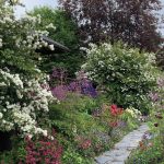 Better late than never, the Kachemak Gardener said of the late-summer plants blooming in her garden in Homer. (Photo by Rosemary Fitzpatrick).
