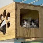 Ethel and Navy (Photos courtesy of Alaska Mindful Paws)