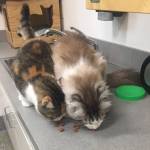 Ethel and Navy (Photos courtesy of Alaska Mindful Paws)