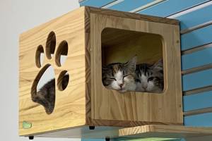 Ethel and Navy (Photos courtesy of Alaska Mindful Paws)