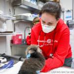 Courtesy Photo/ Kaiti Grant, Alaska SeaLife Center
The Alaska SeaLife Center admitted its first sea otter pup of the year last week.