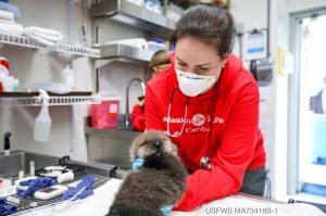 Courtesy Photo/ Kaiti Grant, Alaska SeaLife Center
The Alaska SeaLife Center admitted its first sea otter pup of the year last week.