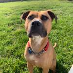 Shiitake (Photo courtesy of Alaska Mindful Paws)
