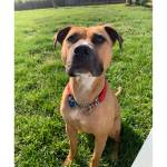 Shiitake (Photo courtesy of Alaska Mindful Paws)