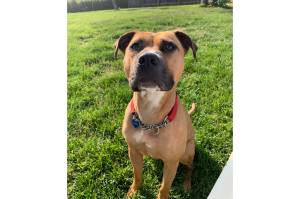 Shiitake (Photo courtesy of Alaska Mindful Paws)