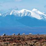 AP Photo/File
In this June 1, 2001 file photo, caribou graze in the Arctic National Wildlife Refuge in Alaska. U.S. District Judge Sharon Gleason, on Wednesday, Aug. 18, has thrown out the Trump administrations approval for a massive oil project on Alaskas North Slope, saying the federal review was flawed and didnt include mitigation measures for polar bears.