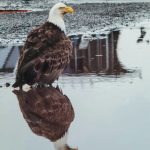 This photograph is part of Lynn Liebers exhibit opening Friday, Sept. 3, 2021, at Grace Ridge Brewing in Homer, Alaska. (Photo courtesy of Grace Ridge Brewing)