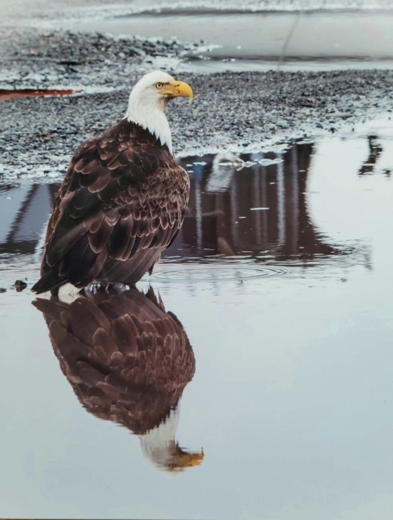 This photograph is part of Lynn Liebers exhibit opening Friday, Sept. 3, 2021, at Grace Ridge Brewing in Homer, Alaska. (Photo courtesy of Grace Ridge Brewing)