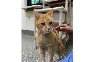 Pumpkin (Photo courtesy of Alaska Mindful Paws)