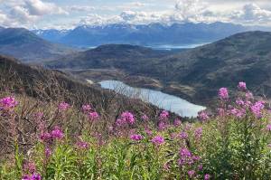 Photo by Jeff Helminiak/Peninsula Clarion 
Fireweed blooms along the Skyline Trail on Aug. 13, 2021, on the Kenai Peninsula in Alaska.