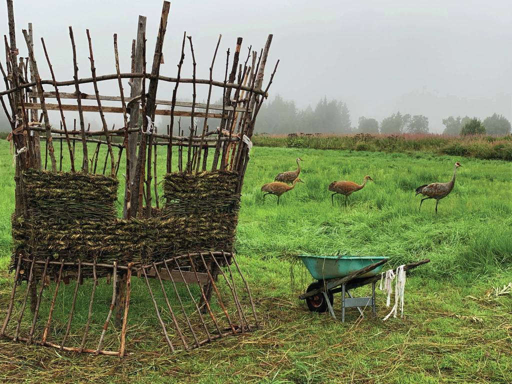 A flock of sandhill cranes walks by the 18th annual Burning Basket, Recover, as its being created Saturday, Sept. 4, 2021, at Mavis Mullers property near Homer, Alaska. The basket is built in sections so it can be disassembled and transported to Mariner Park on the Homer Spit, where it will be burned at sundown on Sunday, Sept. 12, 2021. (Photo courtesy of Mavis Muller)