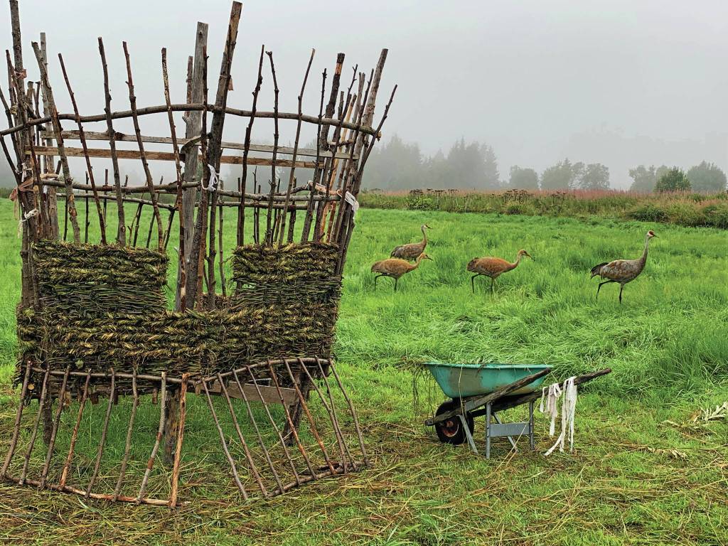 Photo courtesy of Mavis Muller 
A flock of sandhill cranes walks by the 18th annual Burning Basket, Recover, as its being created Saturday, Sept. 4, 2021, at Mavis Mullers property near Homer, Alaska. The basket is built in sections so it can be disassembled and transported to Mariner Park on the Homer Spit, where it will be burned at sundown on Sunday, Sept. 12, 2021.